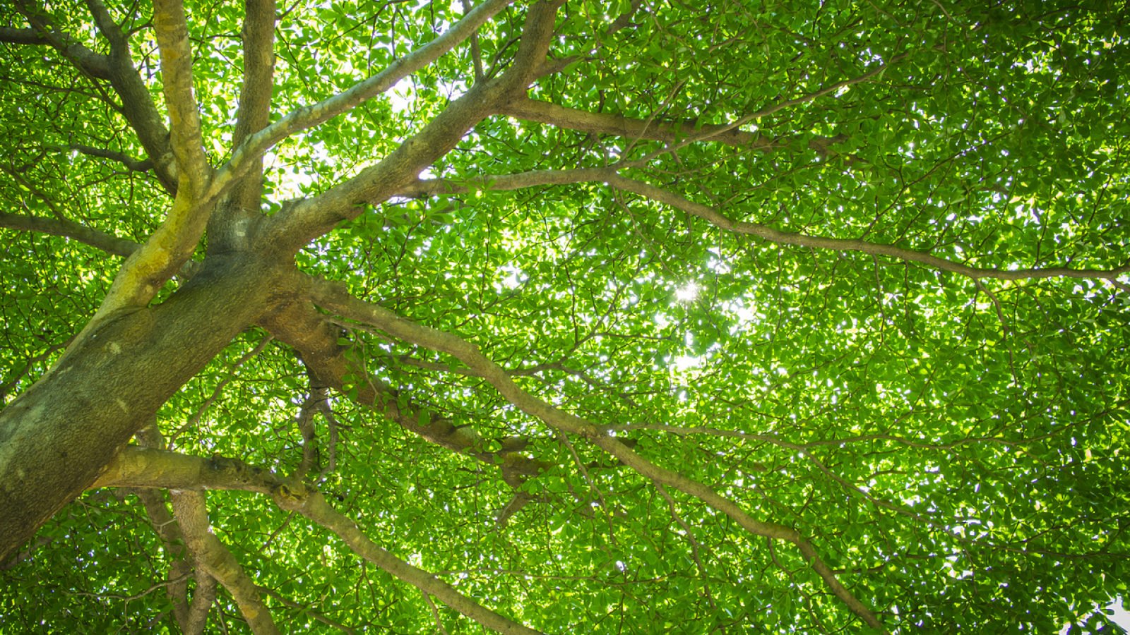 © L'arbre et la forêt : pour une sylviculture durable