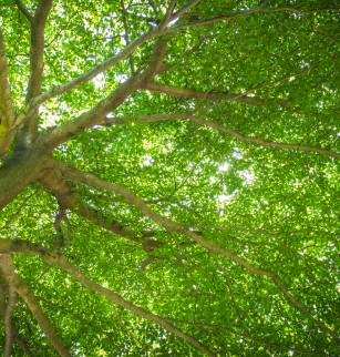 L'arbre et la forêt : pour une sylviculture durable