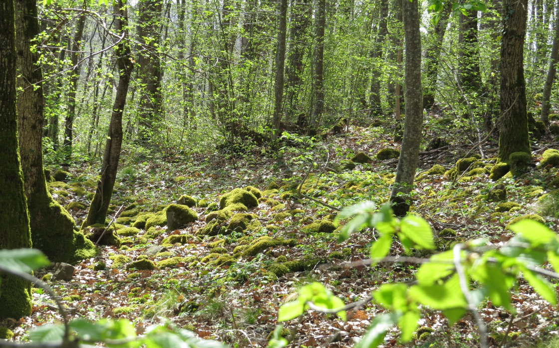© Le sentier du pic des Fleurides, aux origines du volcanisme en Auvergne