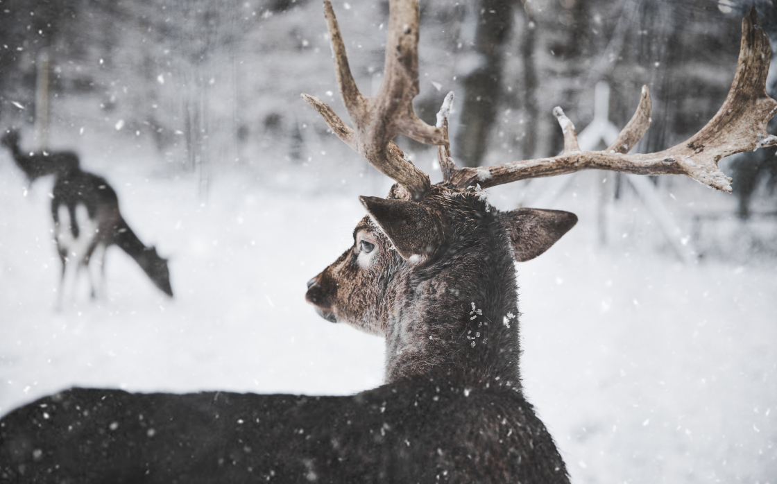 © La faune sauvage en hiver : comment adapter nos pratiques sportives ?