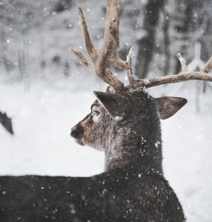 La faune sauvage en hiver : comment adapter nos pratiques sportives ?