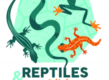 Visite en famille de l’exposition Reptiles & Amphibiens
