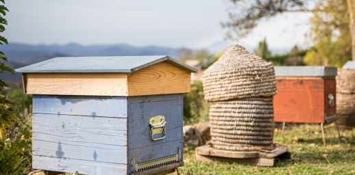Visite de la miellerie “Les ruchers du bon berger“